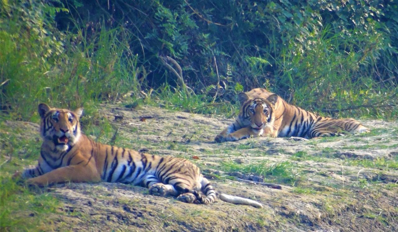 Mango Tree Lodge Bardiya Exterior photo
